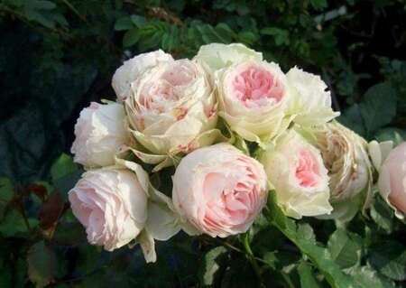 Sztuczny kwiat róża herbaciana h:70 cm